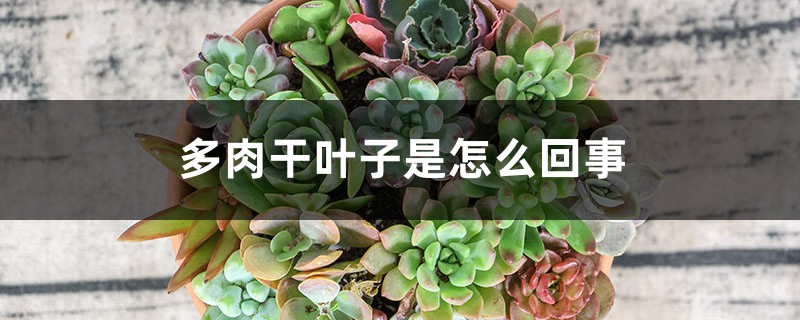 多肉乾葉子是怎麼回事