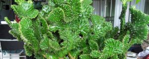 麒麟掌怎麼施肥