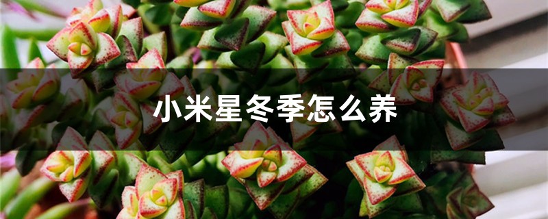 小米星冬季怎麼養