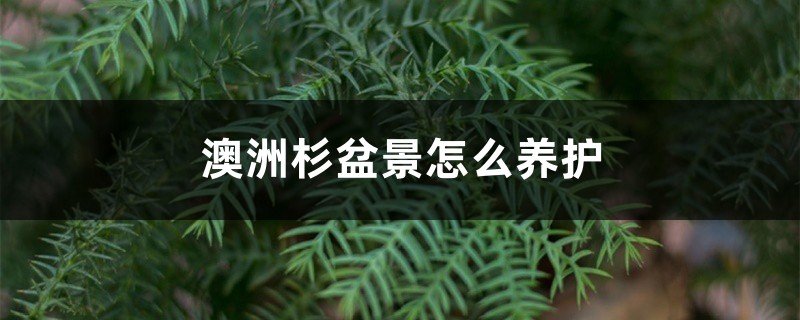 澳洲杉盆景怎麼養護