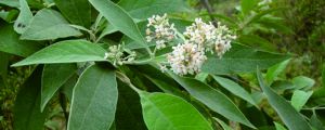 密蒙花怎麼養