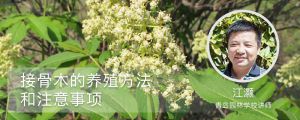 接骨木的養殖方法和注意事項