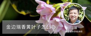 金邊瑞香黃葉子怎麼辦，葉子有黑點什麼原因