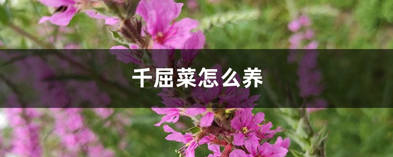 千屈菜怎麼養