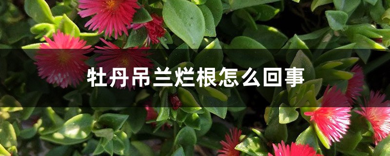 牡丹吊蘭爛根怎麼回事