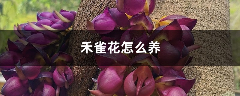 禾雀花怎麼養