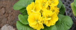 送什麼花表示初戀
