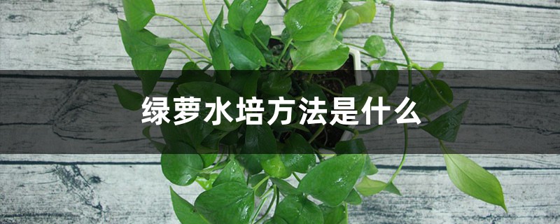 綠蘿水培方法是什麼