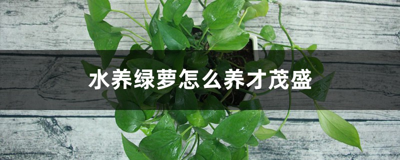 水養綠蘿怎麼養才茂盛，放啥長得快
