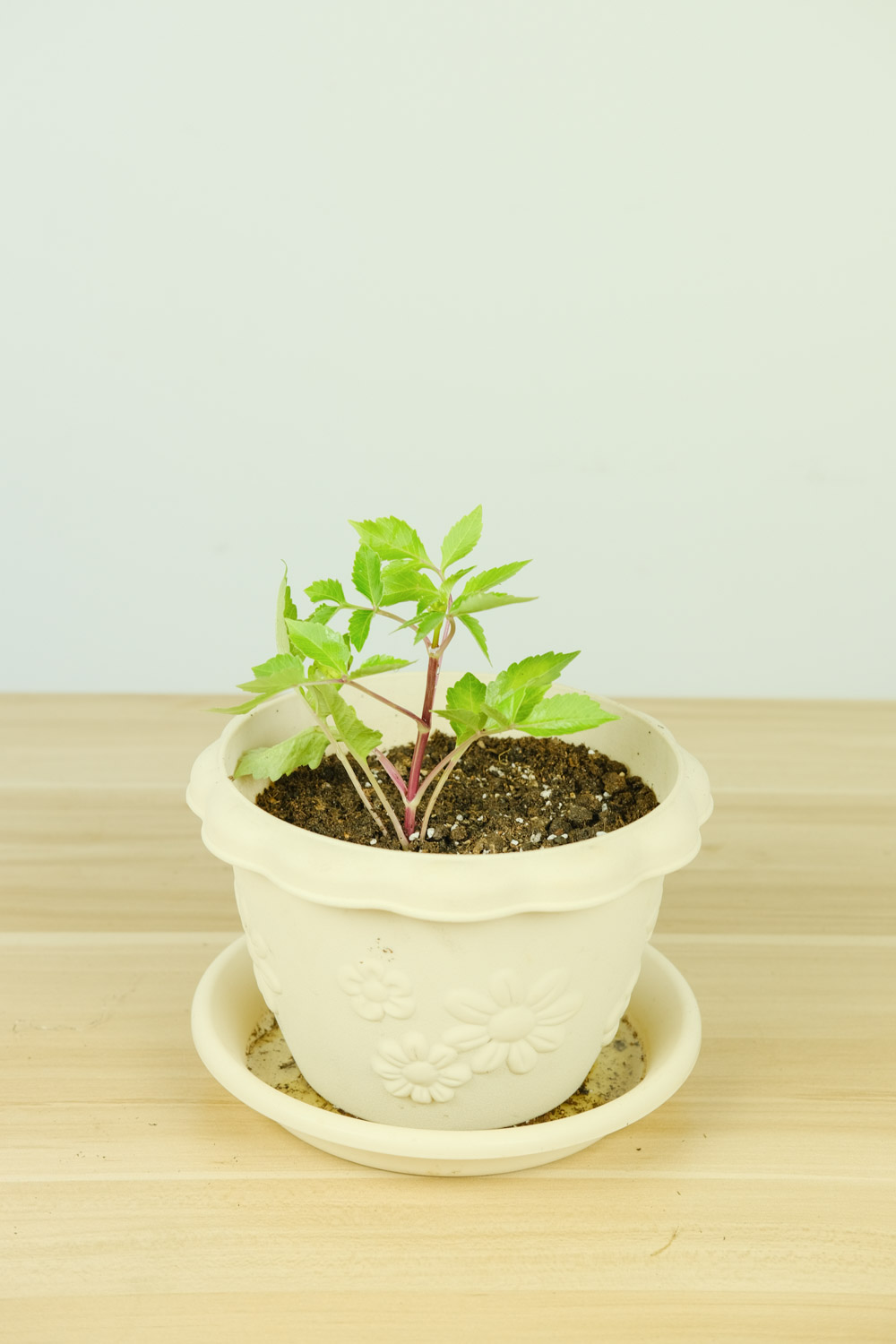 小麗花