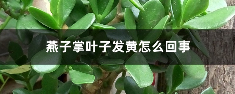 燕子掌葉子發黃怎麼回事，怎麼辦