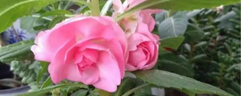 鳳仙花葉子有白霜怎麼回事，怎麼辦