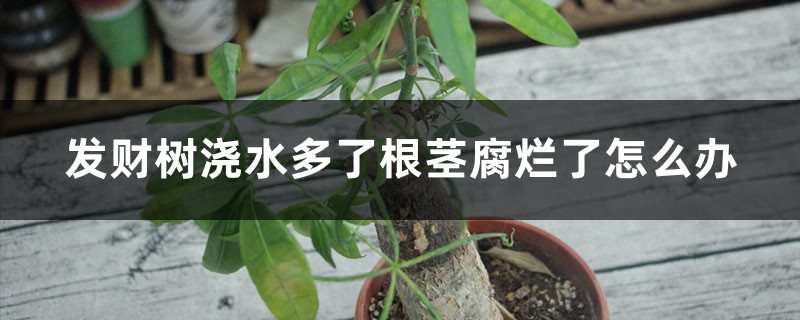 發財樹澆水多了根莖腐爛了怎麼辦，怎麼使用生根粉