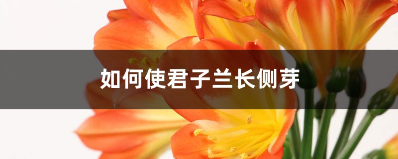 如何使君子蘭長側芽