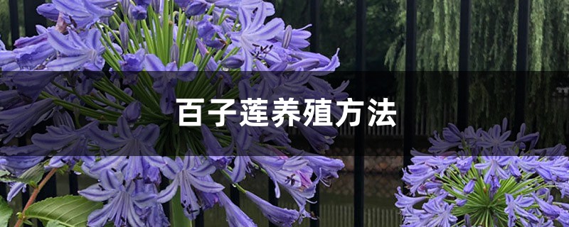 百子蓮養殖方法