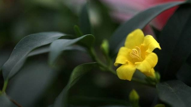 法國香水花怎麼養