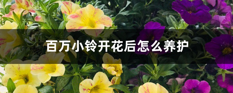 百萬小鈴開花後怎麼養護