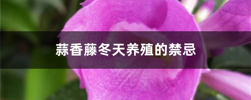 蒜香藤冬天養殖的禁忌