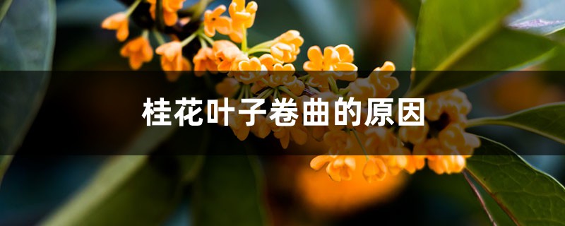 桂花葉子捲曲的原因，掉光葉子還能活嗎