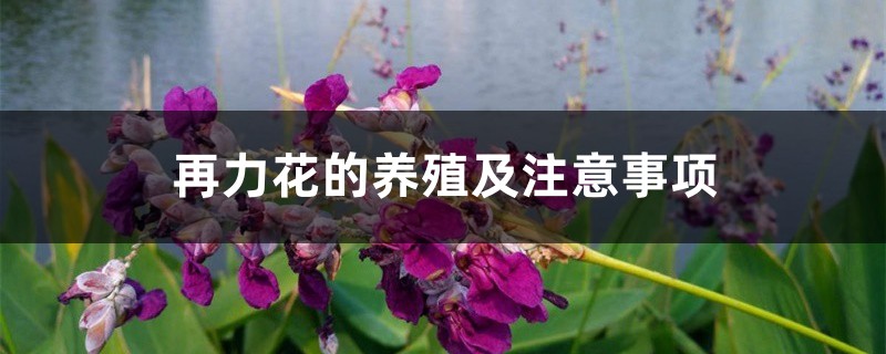 再力花的養殖及注意事項