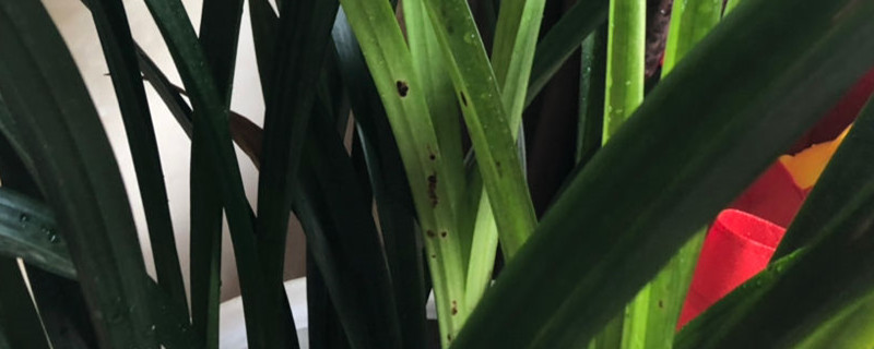 大花惠蘭和墨蘭的區別