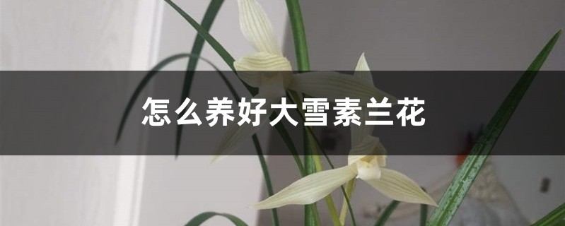 怎麼養好大雪素蘭花