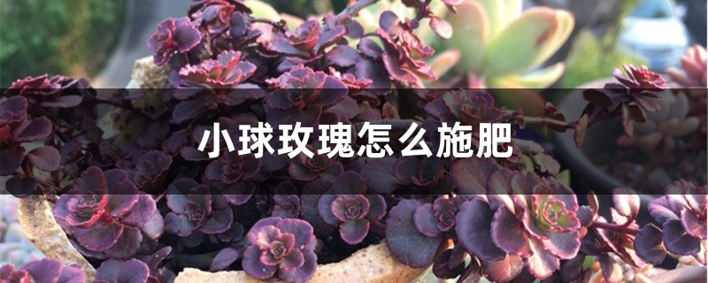 小球玫瑰怎麼施肥