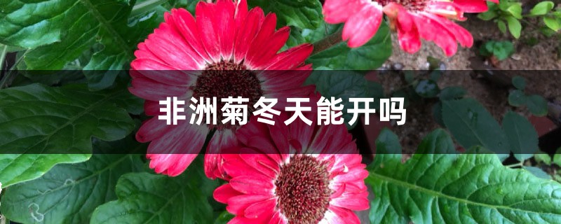 非洲菊冬天能開嗎