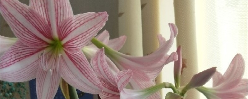 朱頂紅不開花怎麼辦，為什麼不開花