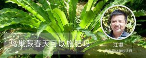 鳥巢蕨春天可以施肥嗎