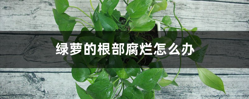 綠蘿的根部腐爛怎麼辦，爛根用什麼方法處理