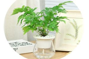 水培狼尾蕨帶給你清爽的養護體驗