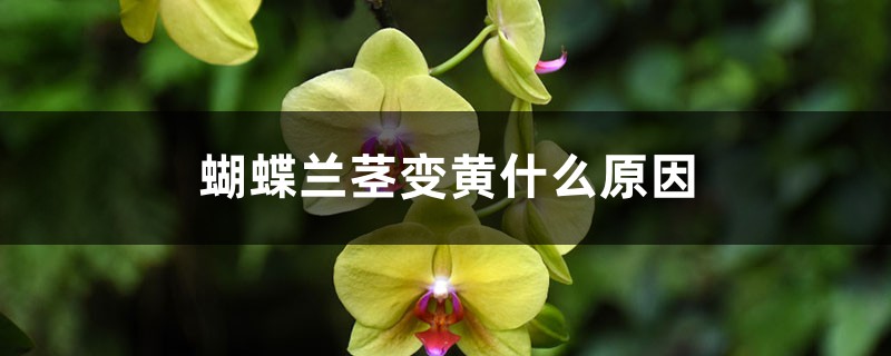 蝴蝶蘭莖變黃什麼原因，莖腐爛怎麼治