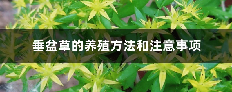 垂盆草的養殖方法和注意事項