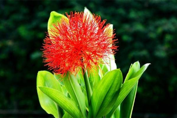 網球花什麼時候開花