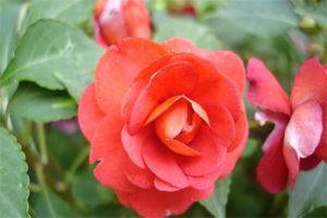 茶花鳳仙種子怎麼種