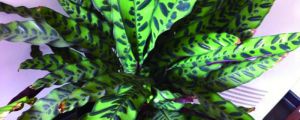 貓眼竹芋葉子發黃怎麼辦
