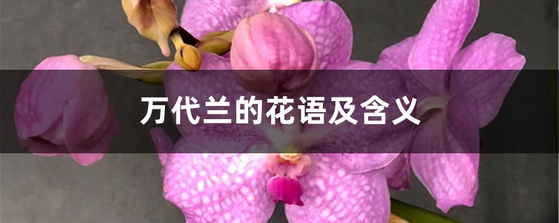 萬代蘭的花語及含義