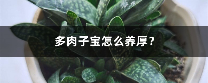 多肉子寶怎麼養厚？