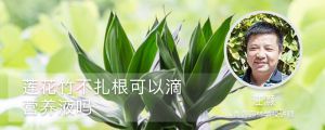 蓮花竹不紮根可以滴營養液嗎，能放鐵釘嗎