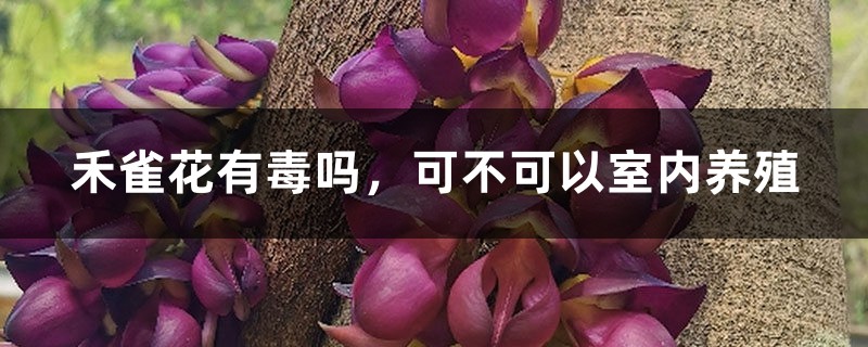 禾雀花有毒嗎，可不可以室內養殖