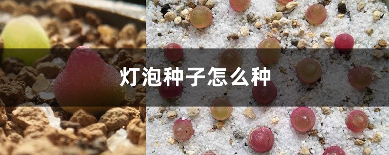 燈泡種子怎麼種