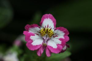 蛾蝶花什麼時候開花