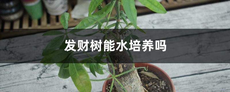 發財樹能水培養嗎，有黃葉了怎麼辦
