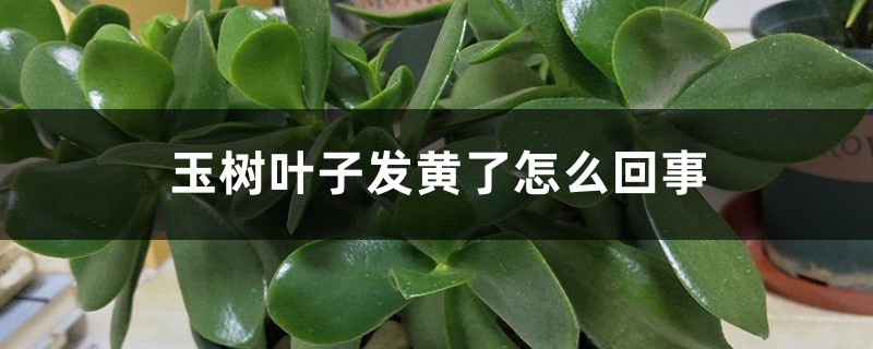 玉樹葉子發黃了怎麼回事，有什麼解決方法