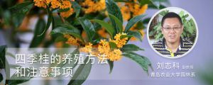 四季桂的養殖方法和注意事項