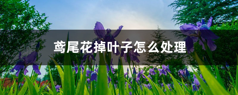 鳶尾花掉葉子怎麼處理，掉葉子的原因