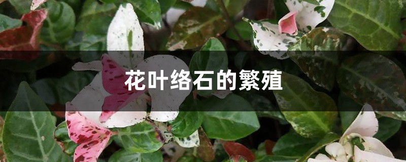 花葉絡石的繁殖