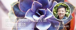 紫珍珠多肉的養殖方法和注意事項