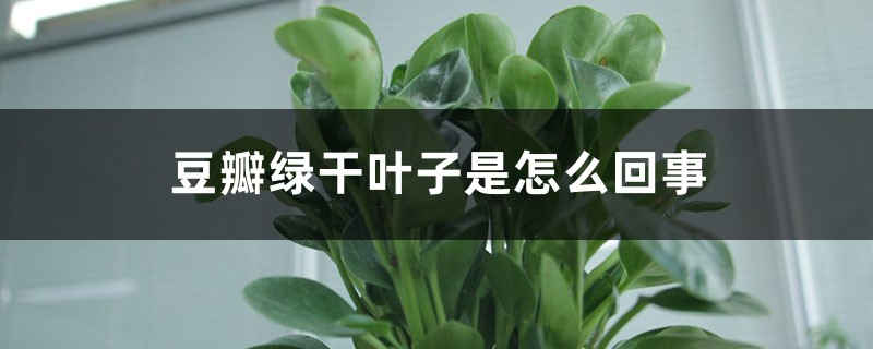 豆瓣綠幹葉子是怎麼回事